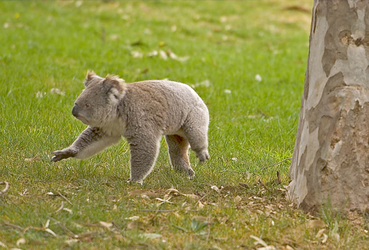 koala3