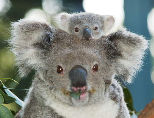 koala1