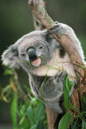 koala8