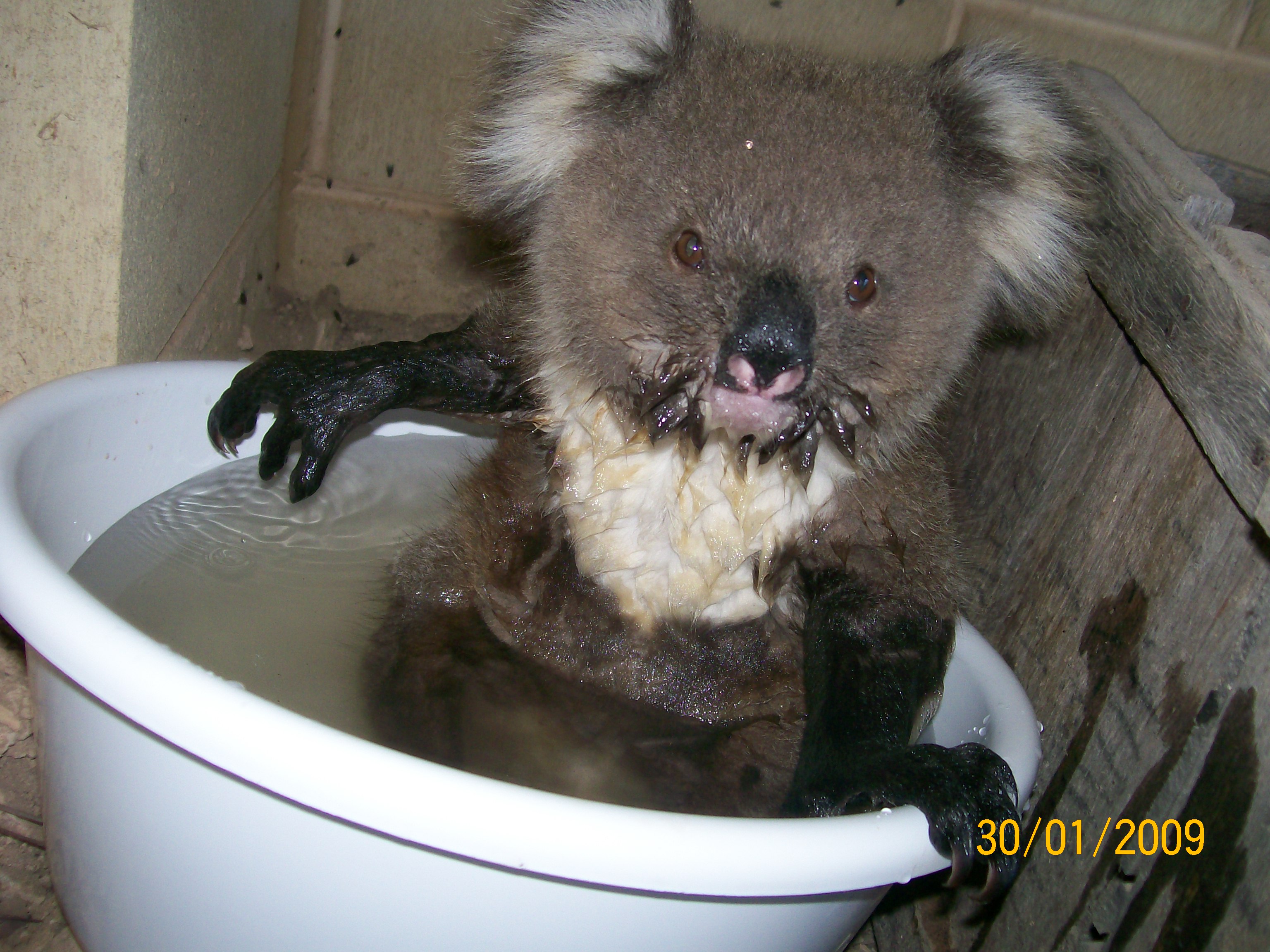 koala9