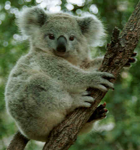 koala10
