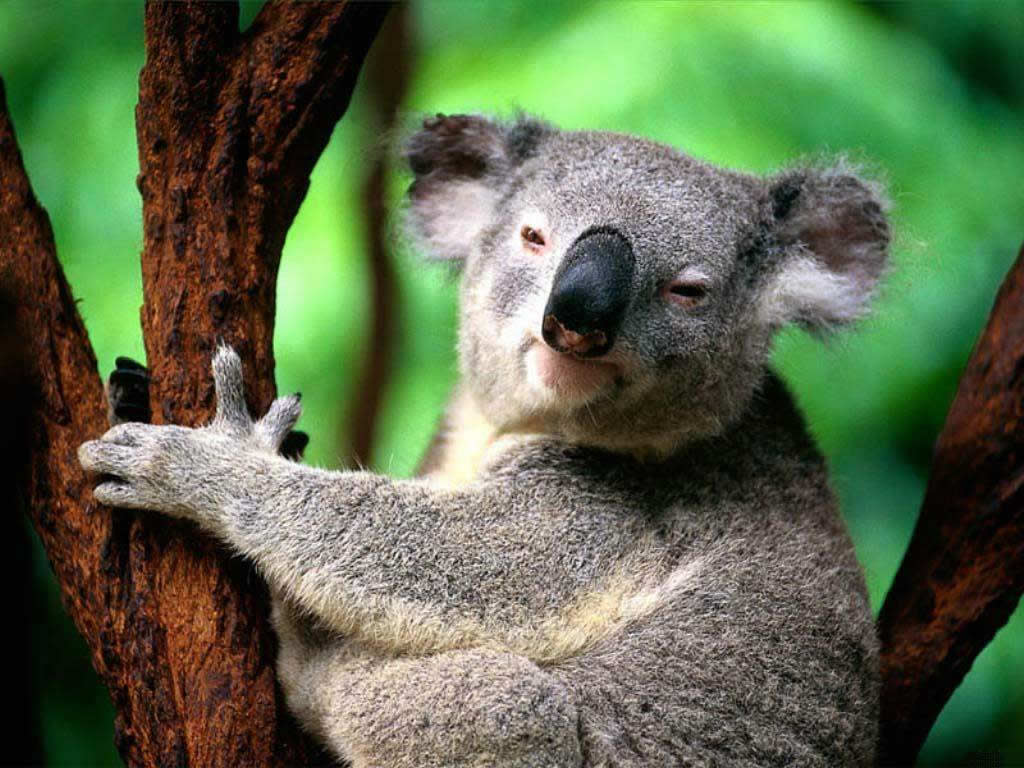 koala13