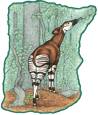 okapi3.gif