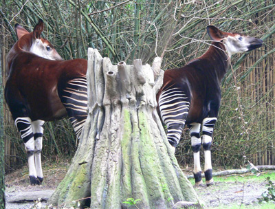 okapi-04.jpg