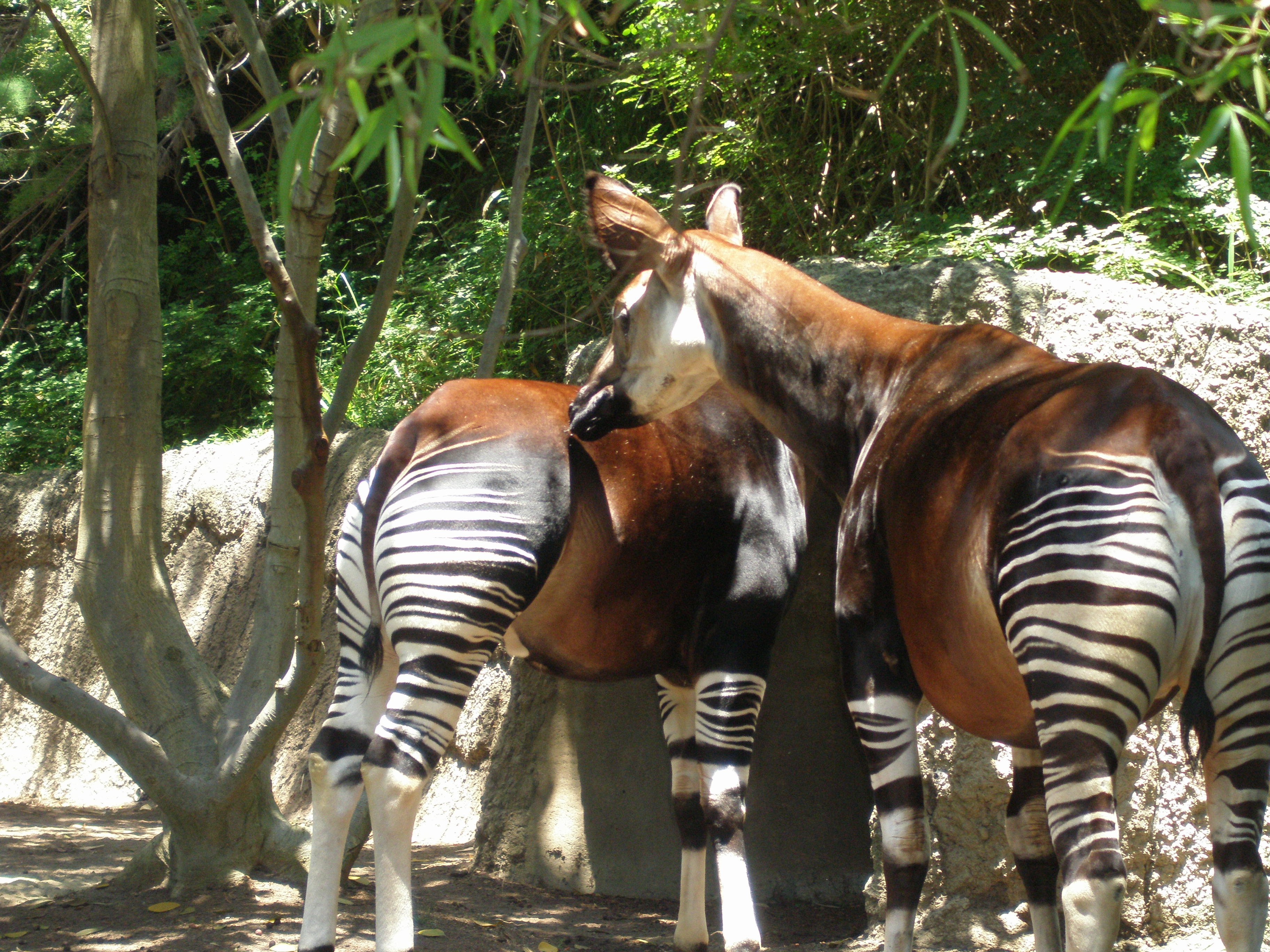 Two_Okapi.jpg