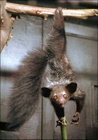 aye-aye-hanging.jpg