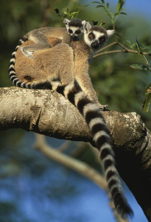 Catta_lemur_2_Copyright_by_Nick_Garbutt1.jpg