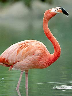 flamingo.jpg