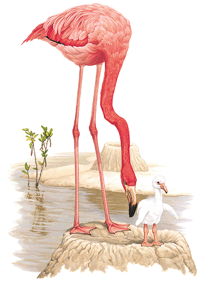 flamingo-info0.gif