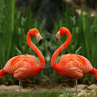 flamingo-love-talk-thumb3161290.jpg