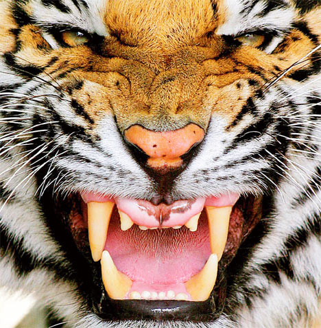 Tigers.jpg