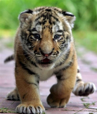 SiberianTigerCub.jpg