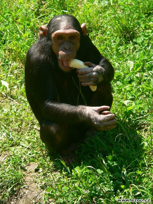 jí banán