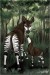 Okapi_totem_card_by_TaniDaReal.jpg