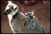 Lemur 485029.jpg