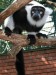 Lemur_vari_-_Varecia_variegata_Zoo_Hodonin.jpg