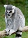 lemur-kata-0031.jpg