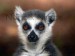 Ring-tailed-Lemur.jpg