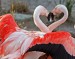animal-picture-flamingo-Kjunstorm-photo.jpg