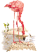 flamingo-info0.gif