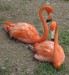 flamingo-love_57907.jpg